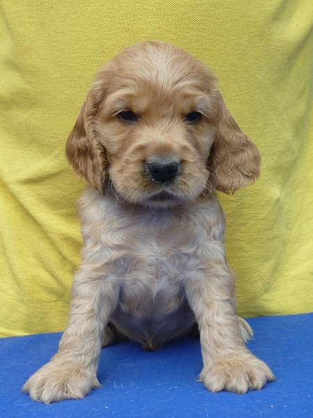 12. Gino pod Ořechem-žlutá.JPG